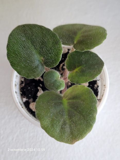 Emergency 10 - 0 0 0 0 0 disponibil septembrie 2024