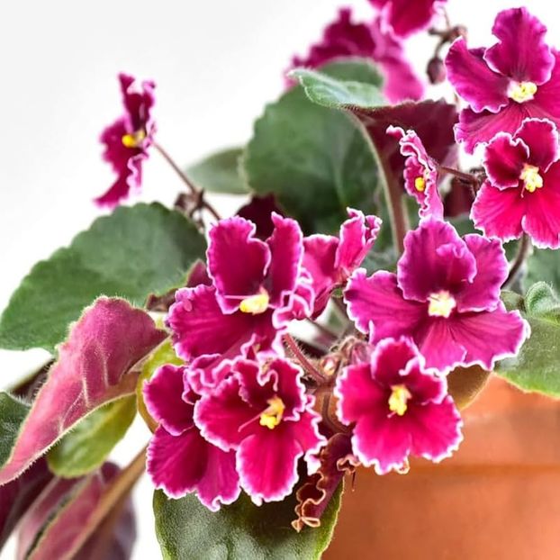 Emergency - 0 0 0 0 0 disponibil septembrie 2024