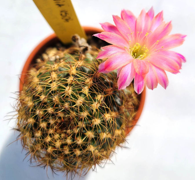 Lobivia hb VS04 - Lobivia hb VS04