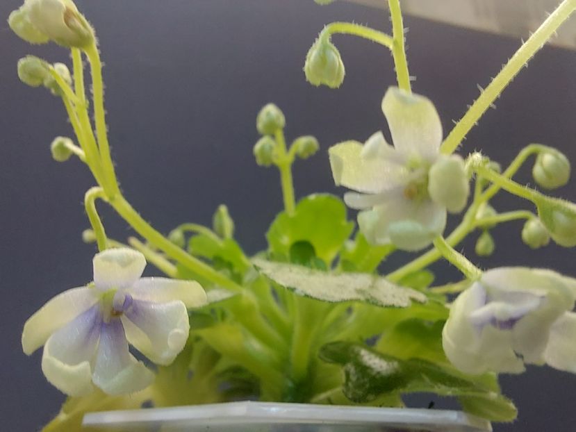  - Violeta Senk s Green Goddess