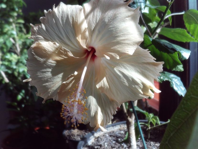 Nici nu stiam ca am asa un minunat...e de la tine,Nina,abia acum a inflorit,multumesc! - 2024