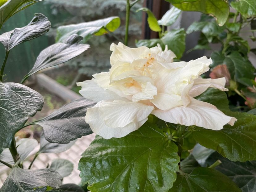  - Elephant Ear