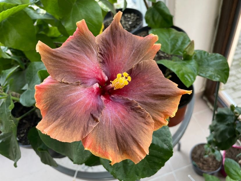  - 001 - Hibiscusi 2024 - 2