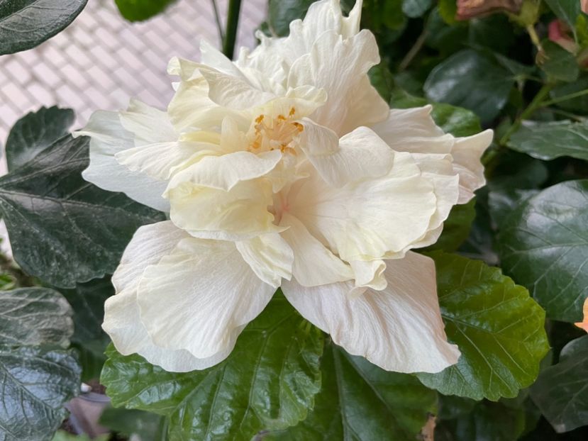  - 001 - Hibiscusi 2024 - 2