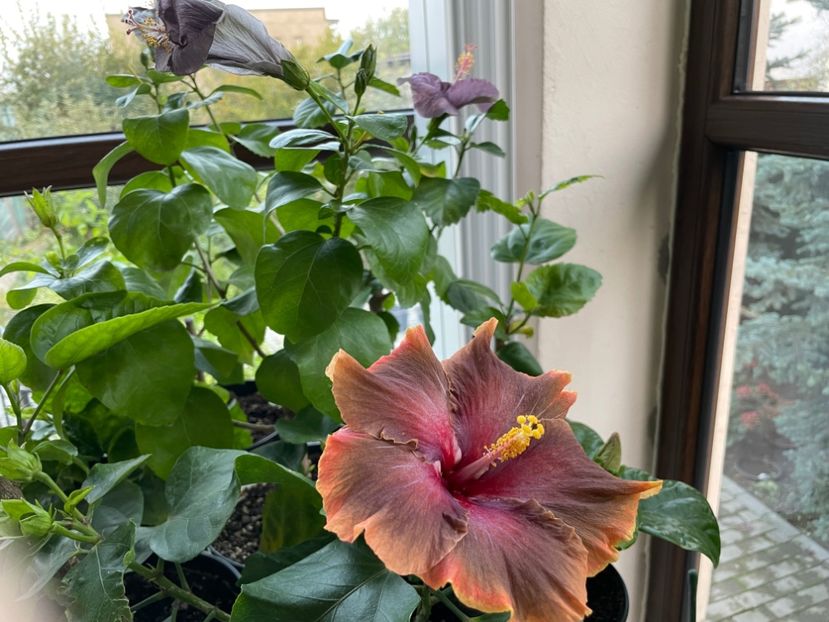  - 001 - Hibiscusi 2024 - 2