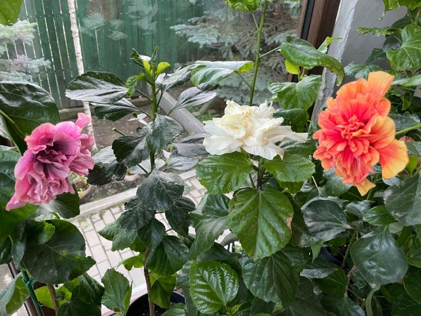  - 001 - Hibiscusi 2024 - 2