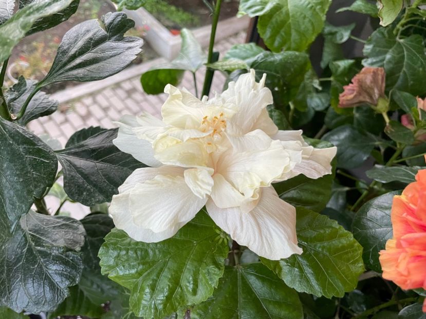  - 001 - Hibiscusi 2024 - 2