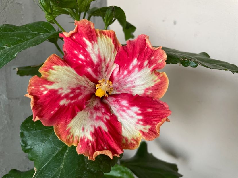  - 001 - Hibiscusi 2024 - 2