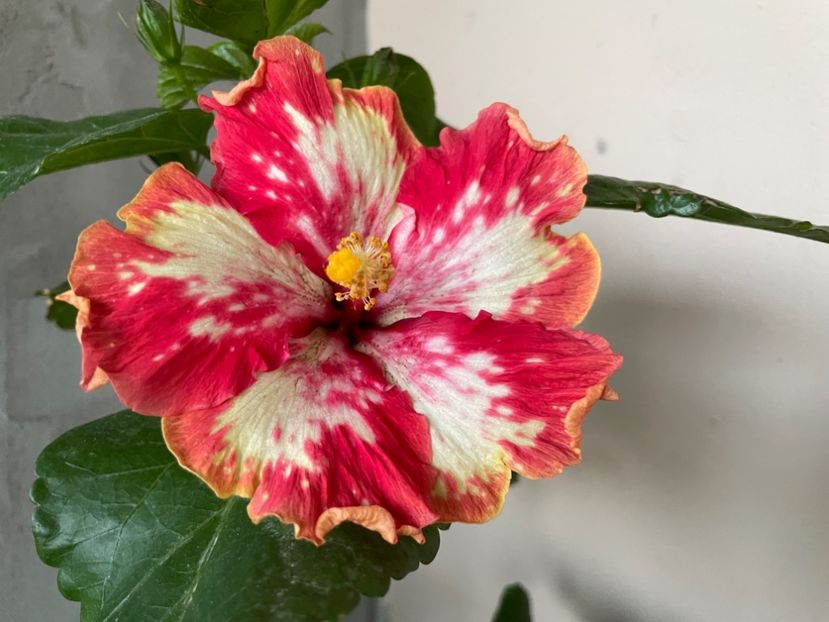  - 001 - Hibiscusi 2024 - 2