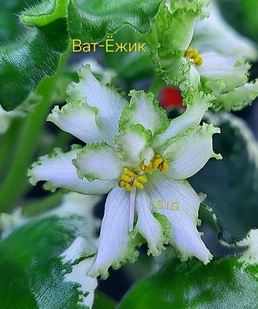  - VaT-Ezhik