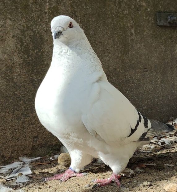 3 ® - b- SAMICZKI-Females