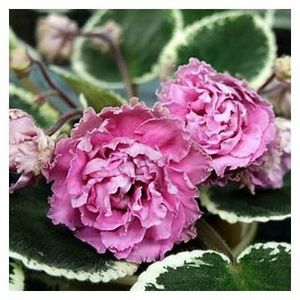 LE-Madame Pompadour - 0 0 0 a disponibil iunie 2024