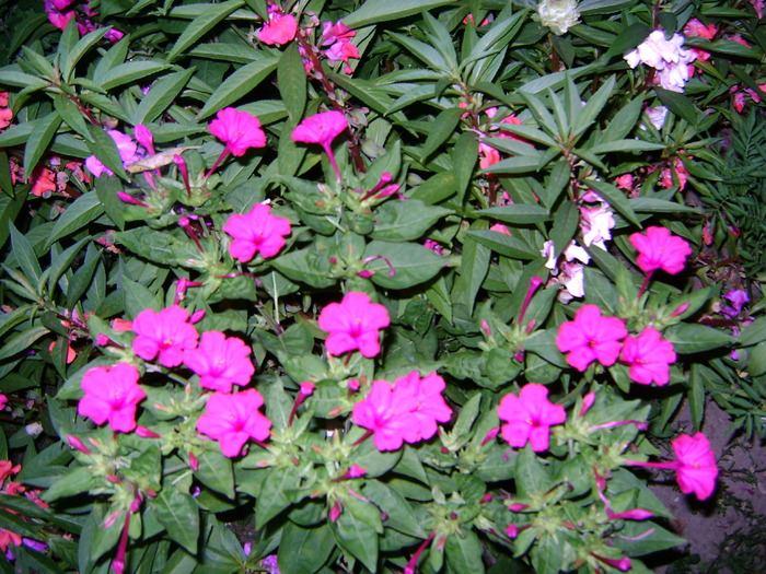 mirabilis