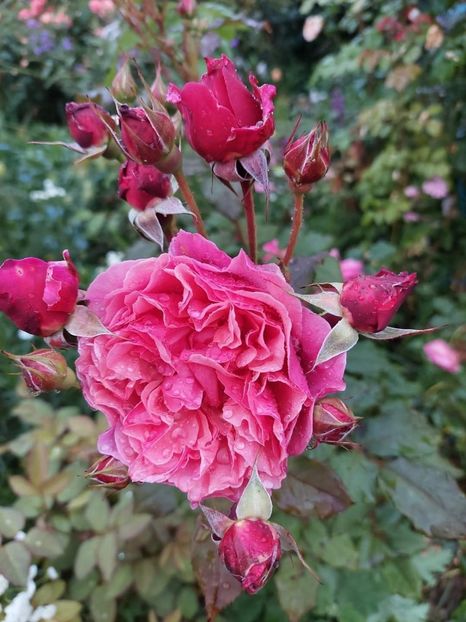 Laduree, parfumat,  35lei - G Trandafiri de vanzare