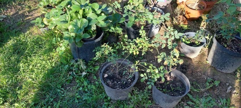 Ghivece Alba și New Imagine - G Trandafiri de vanzare