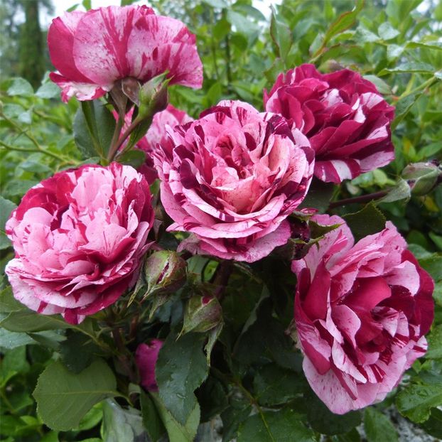 New-Imagine, 30lei ghiveciul. Matur 65 lei. - G Trandafiri de vanzare