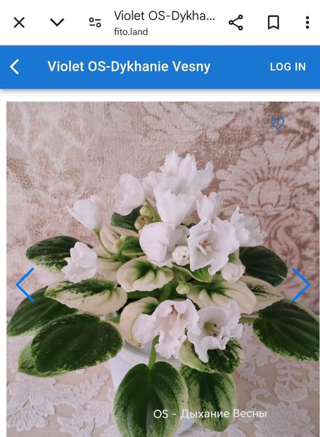Foto net - Violeta OS-Dikhanie vesny