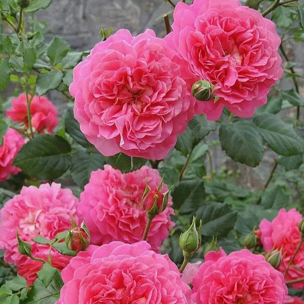 Cristopher Marlowe , 30lei - G Trandafiri de vanzare