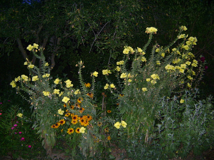oenothera-luminita