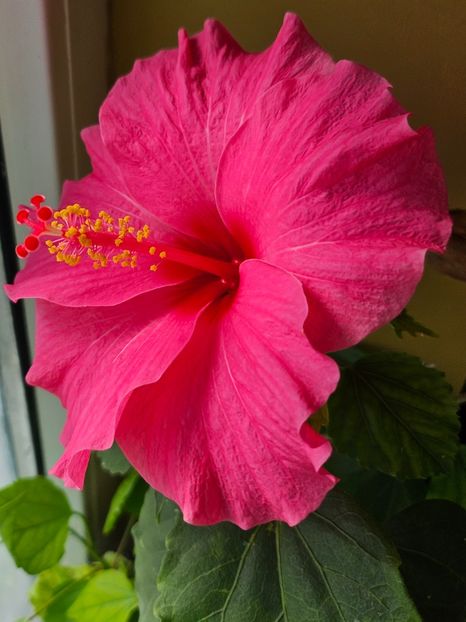 1 - Hibiscus