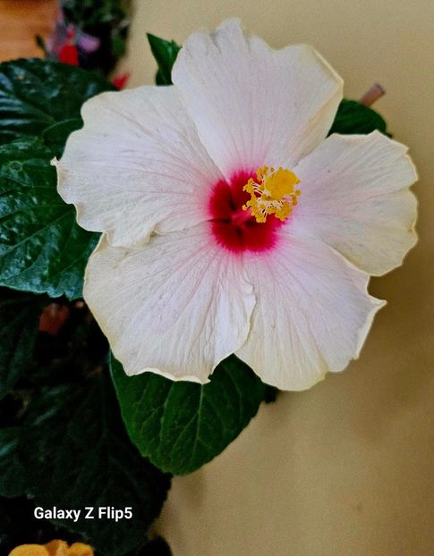  - Hibiscus