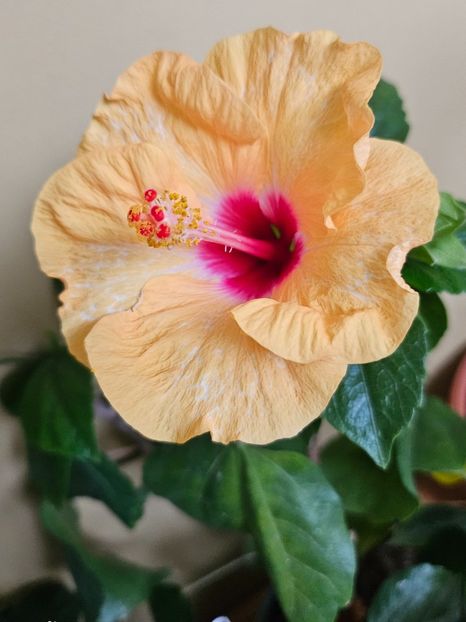  - Hibiscus