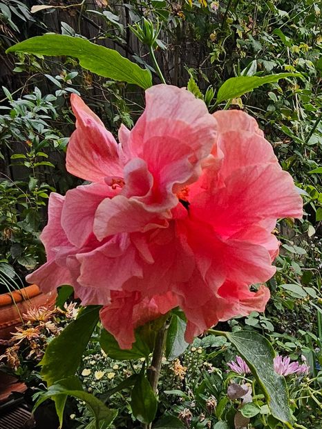  - Hibiscus