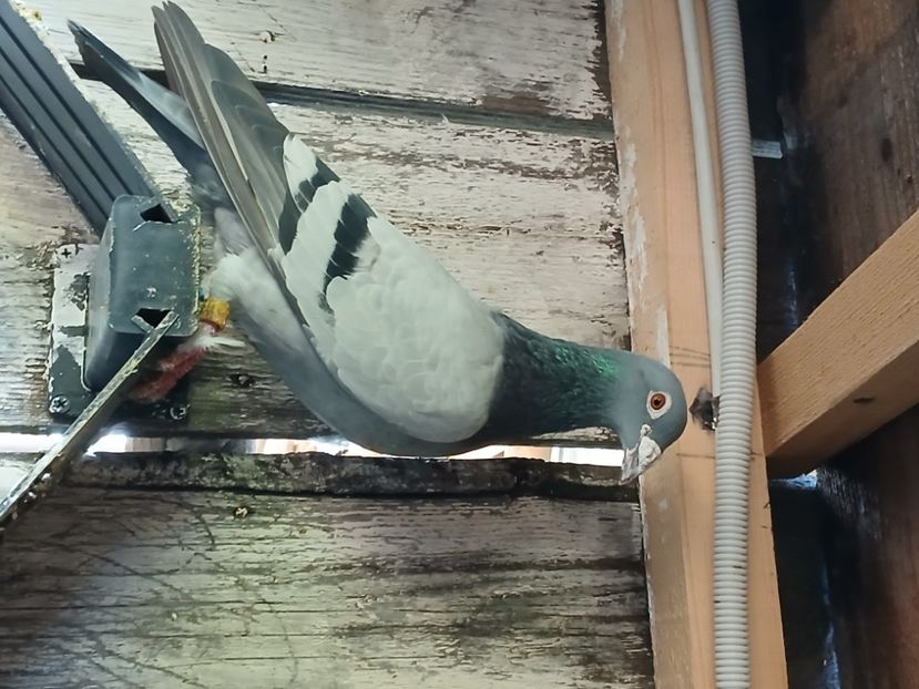 inbound4228053249875760434 - Porumbei mei