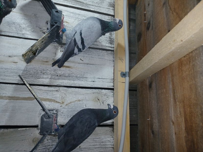 inbound834101901367540323 - Porumbei mei