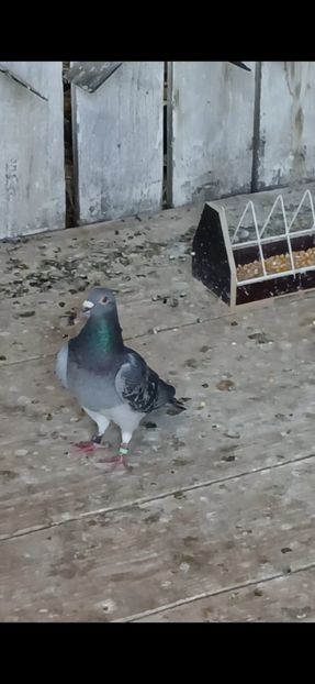 inbound112072760112859258 - Porumbei mei