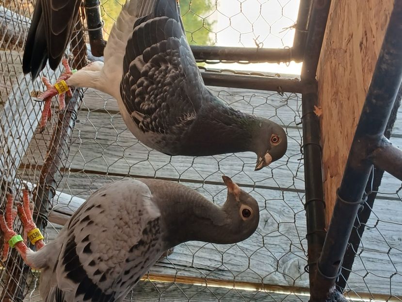 inbound843332193307329941 - Porumbei mei