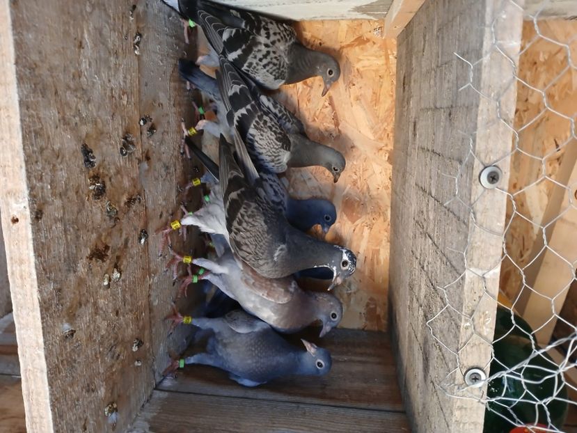 inbound5482522212797879671 - Porumbei mei