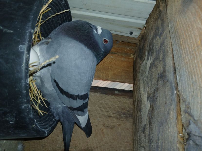 inbound2107738018156503811 - Porumbei mei