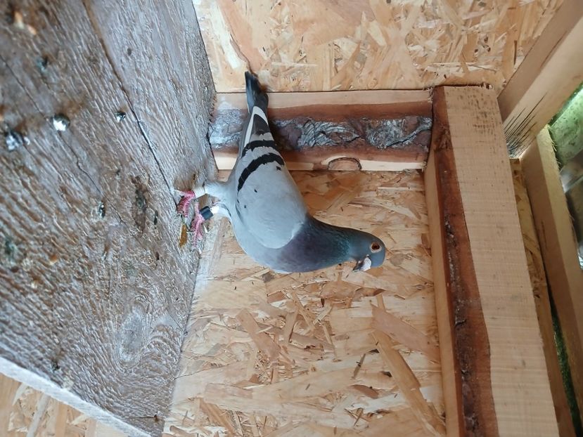 inbound6971352499412025280 - Porumbei mei