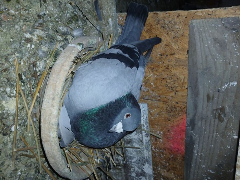 inbound5454214332930648343 - Porumbei mei