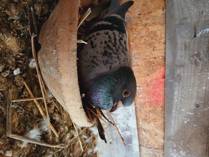 inbound1447805134526283121 - Porumbei mei