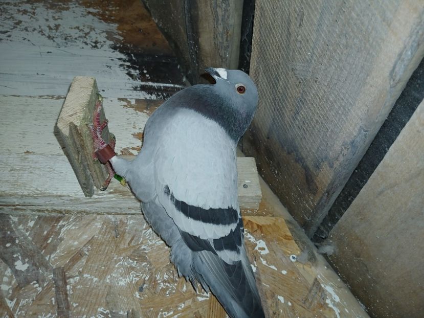 inbound286688365982082372 - Porumbei mei