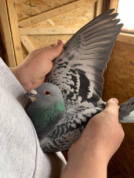 inbound6280108050135409483 - Porumbei mei