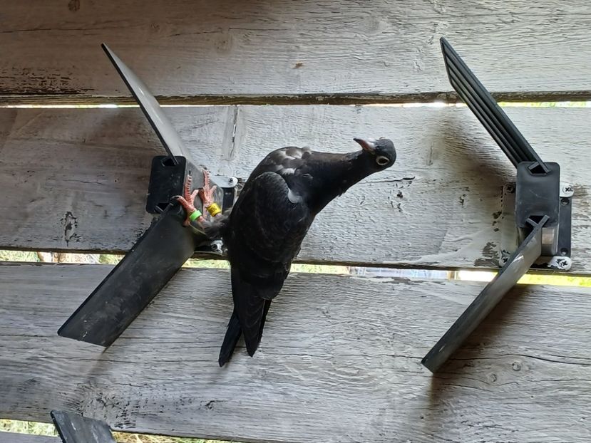 inbound6393636843069694883 - Porumbei mei