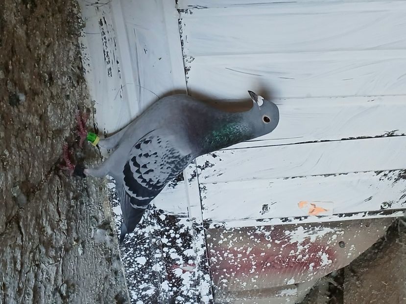 inbound6415035220634894332 - Porumbei mei