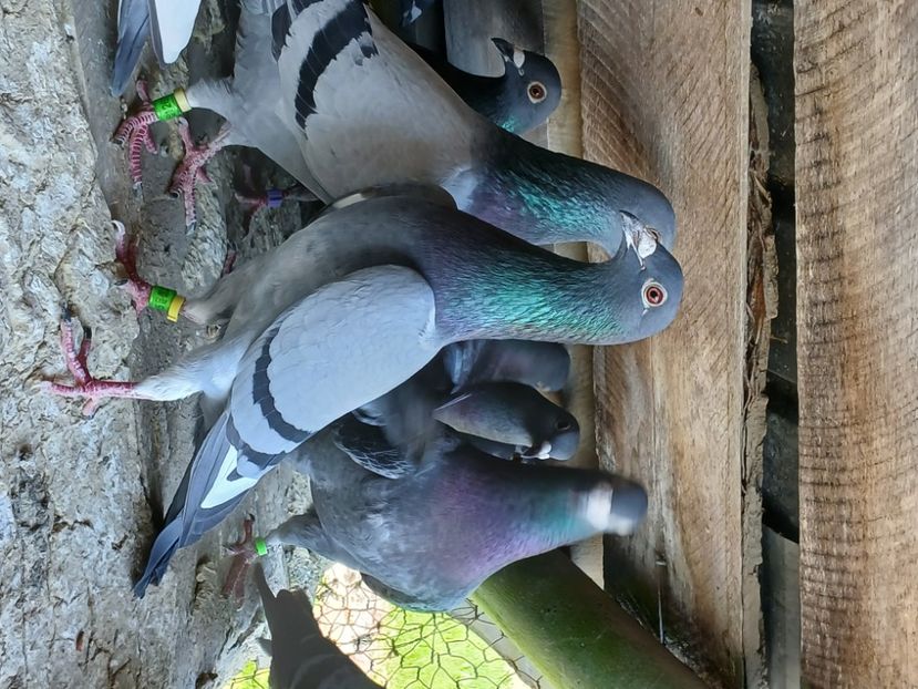 inbound6492410574640900980 - Porumbei mei