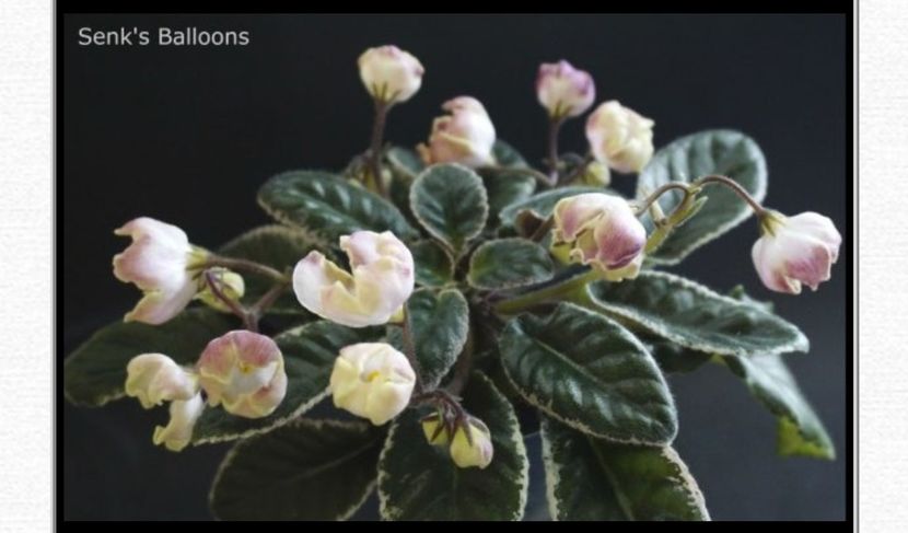 Foto net - Violeta Senk s Baloons