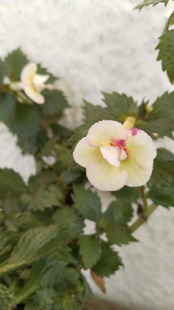  - 2024-Lemon Orchard