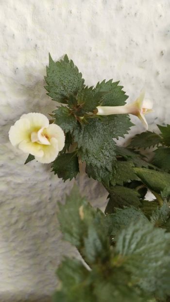  - 2024-Lemon Orchard