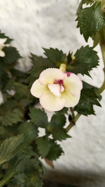  - 2024-Lemon Orchard