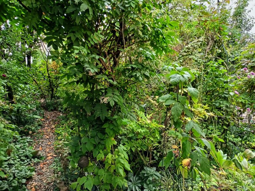  - Grădina 2024 continuare 4