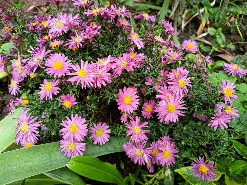  - Grădina 2024 continuare 4