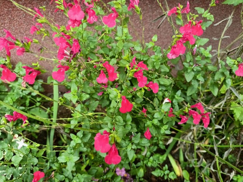  - Grădina 2024 continuare 4