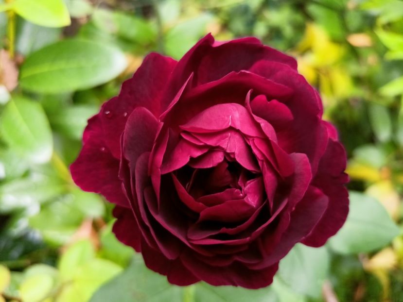  - Grădina 2024 continuare 4