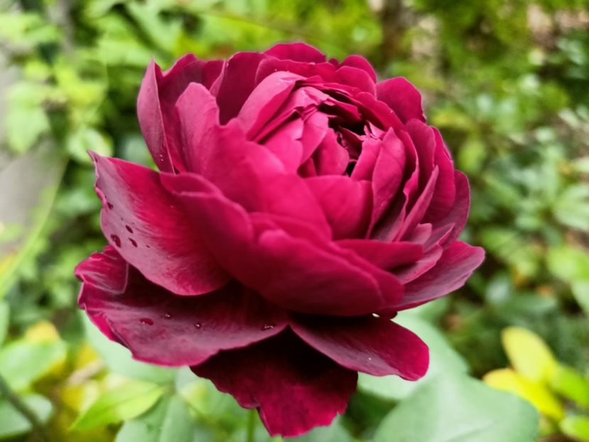  - Grădina 2024 continuare 4